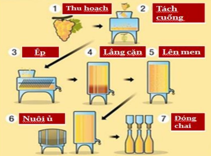  Quá trình sản xuất vang trắng