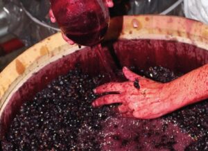 Quy trình sản xuất rượu vang