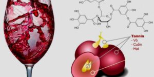 Tannin là gì