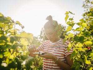 tiêu chuẩn về độ Brix trong rượu vang trắng