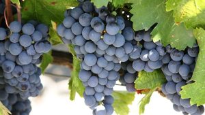 Rượu vang organic